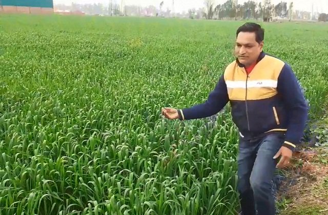National Crop Forecast Center: गेहूं पर गरमी का कहर, निगरानी को सरकार ने गठित की कमेटी