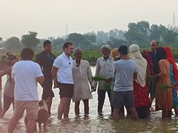सुबह-सुबह सोनीपत पहुंचे राहुल गांधी; पहले खेत जोते, फिर किसानों के साथ की धान की रोपाई