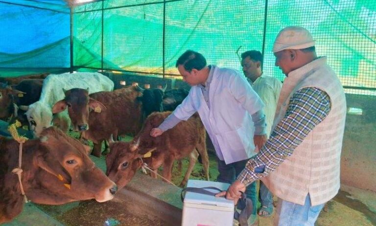 अभियान में गोआश्रय के पशुओं को लगा एफएमडी का टीका