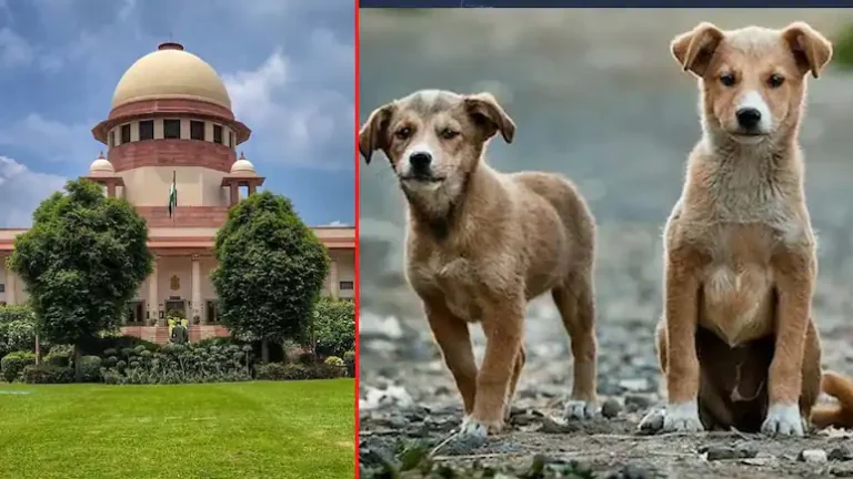 ‘अगर कुत्तों के काटने से किसी बच्चे-बुजुर्ग की मौत हुई सो राज्य को देना होगा भारी मुआवजा’, SC की सख्त टिप्पणी