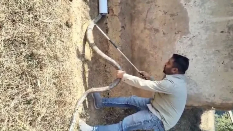 OMG! 12 फीट लंबा किंग कोबरा, देखते ही छूट जाए पसीना, घूम रहा था चारों तरफ; देखें VIDEO