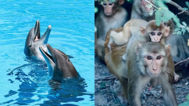डॉल्फिन और बंदर में ज्यादा बुद्धिमान कौन? 99% लोगों को नहीं पता होगा जवाब
