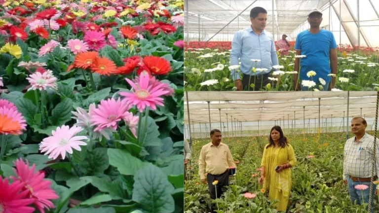 गन्ना-गेहूं छोड़ फूलों से महकी किसानों की किस्मत, 1 एकड़ से कमा रहे ₹9 लाख तक का मुनाफा